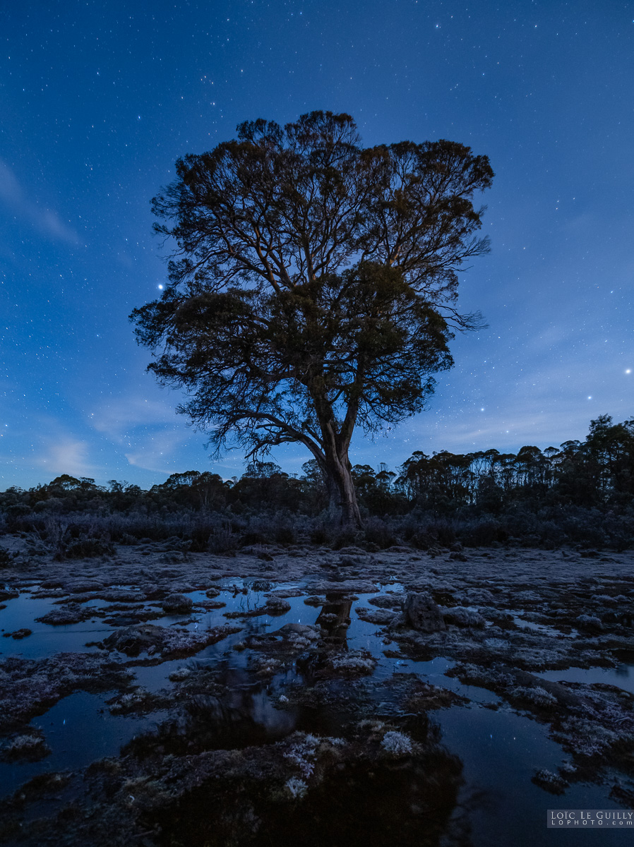 photograph of Miena cider gum